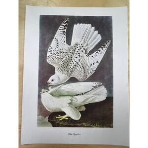 Audubon Birds of America White Gryfalcon Original Print Vtg 1950 Peterson 9x12